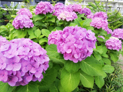 雨中の紫陽花